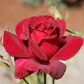 Red Hybrid Tea Rose Bush L1708