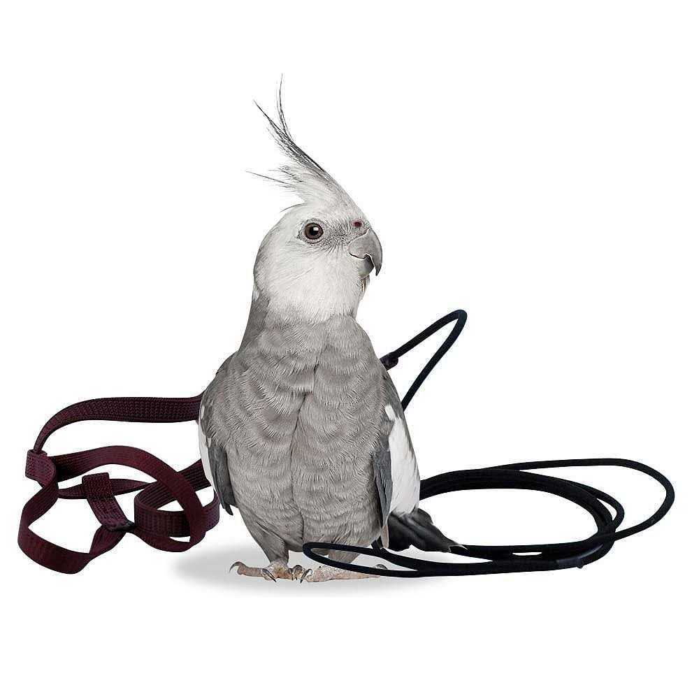 Bird Harness and Leash P752387