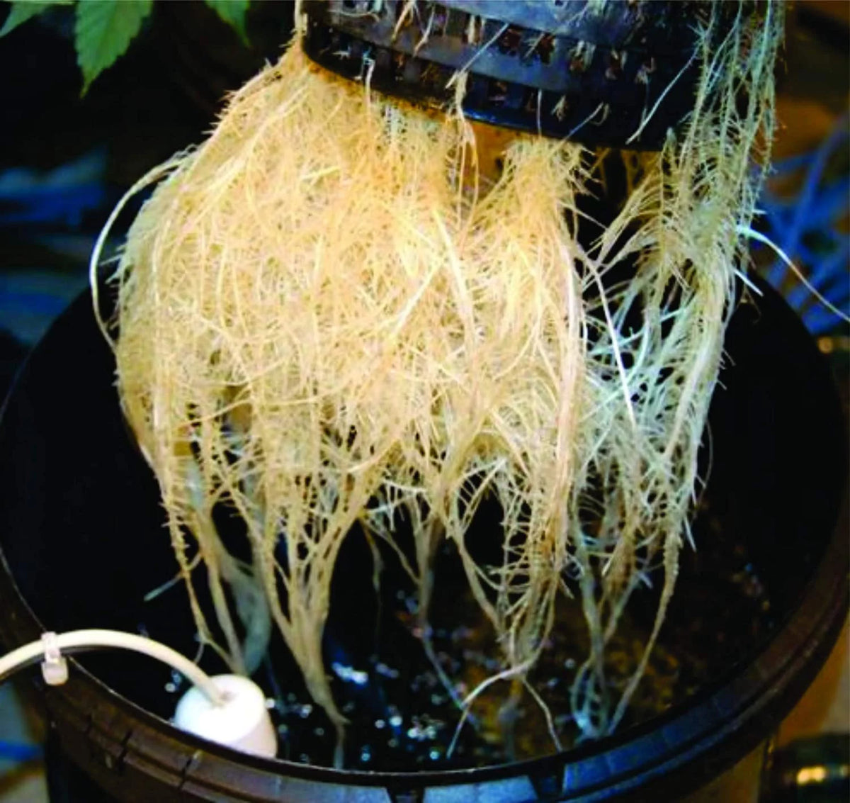 A/C Powered DWC Deep Water Culture Hydroponic Garden System Kit H325