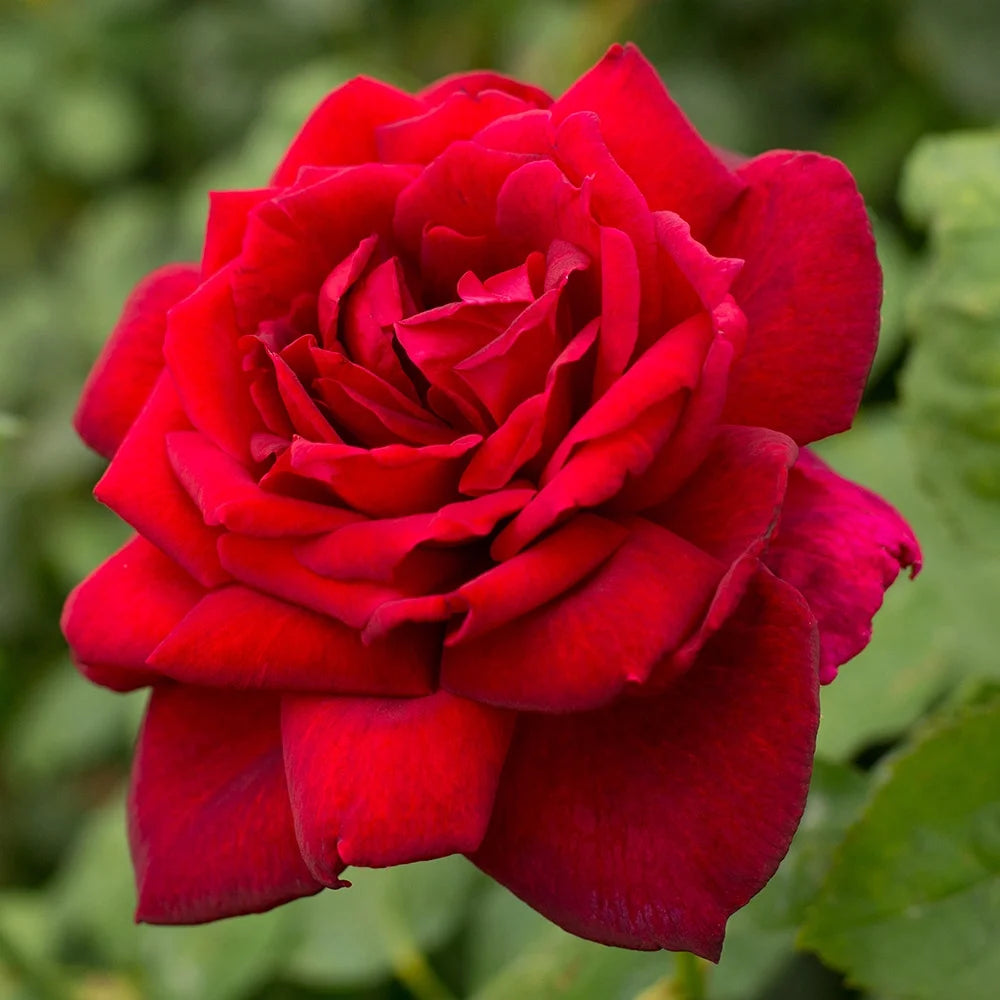 Red Hybrid Tea Rose Bush L1708