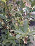 Sweet Olive 1 Plant 2 Feet Tall Ship in 1 Gal Pot B7831