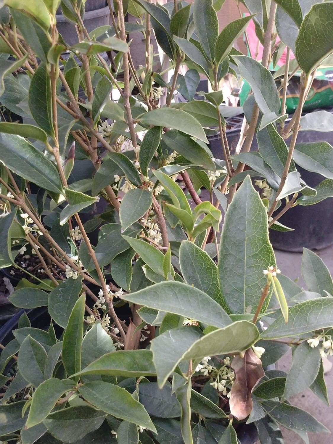 Sweet Olive 1 Plant 2 Feet Tall Ship in 1 Gal Pot B7831
