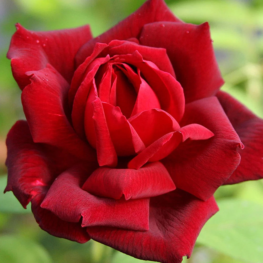 Red Hybrid Tea Rose Bush L1708