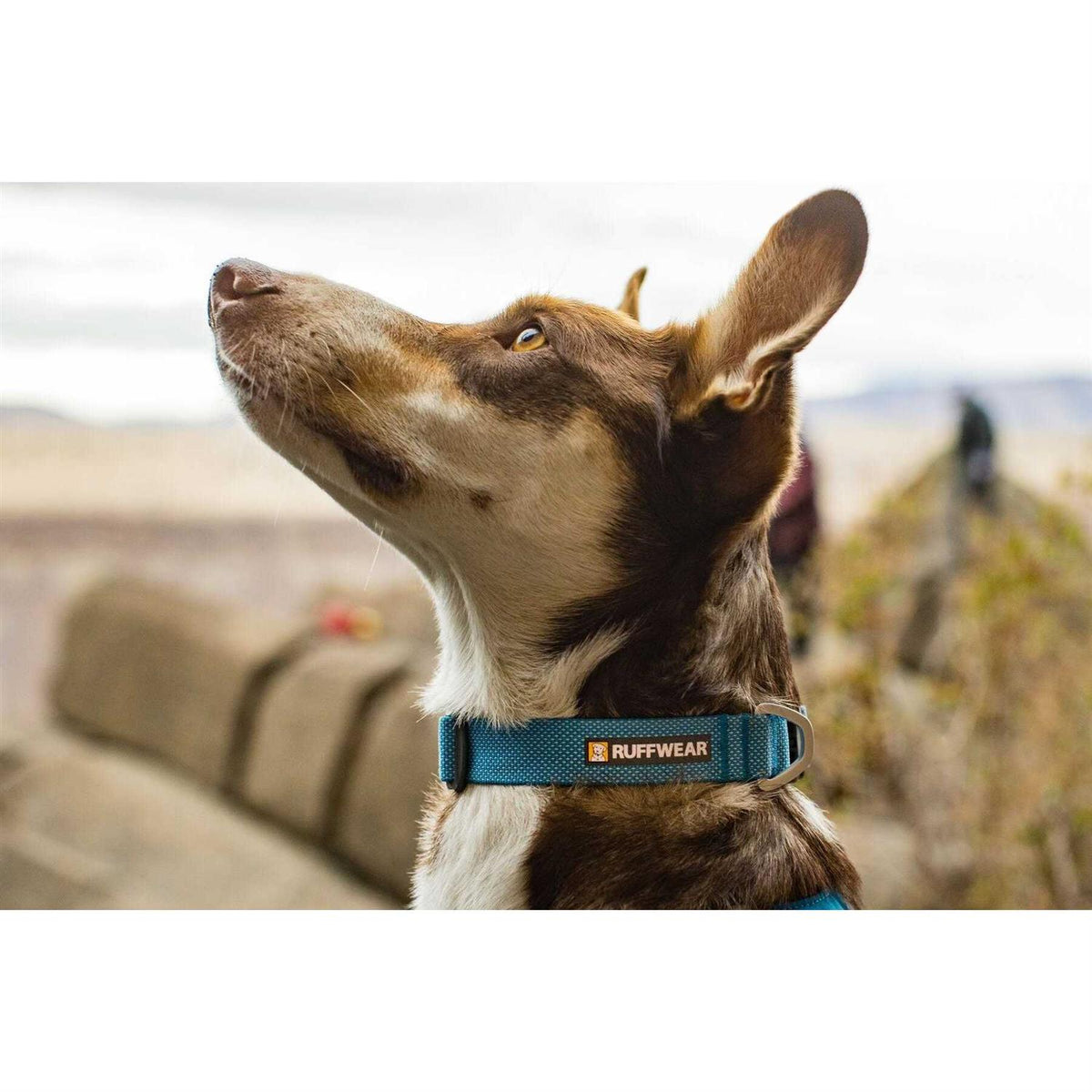 Hi Light Dog Collar P536