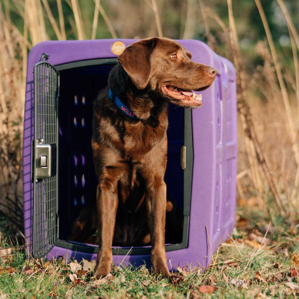 Framed Door Kennel N74685