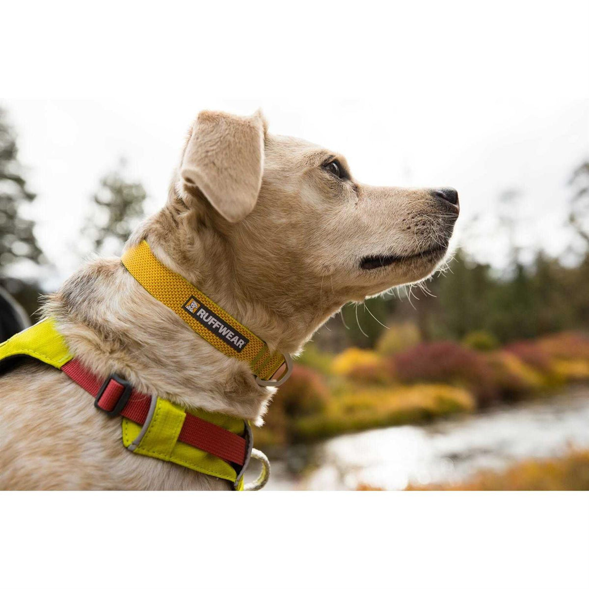 Hi Light Dog Collar P536