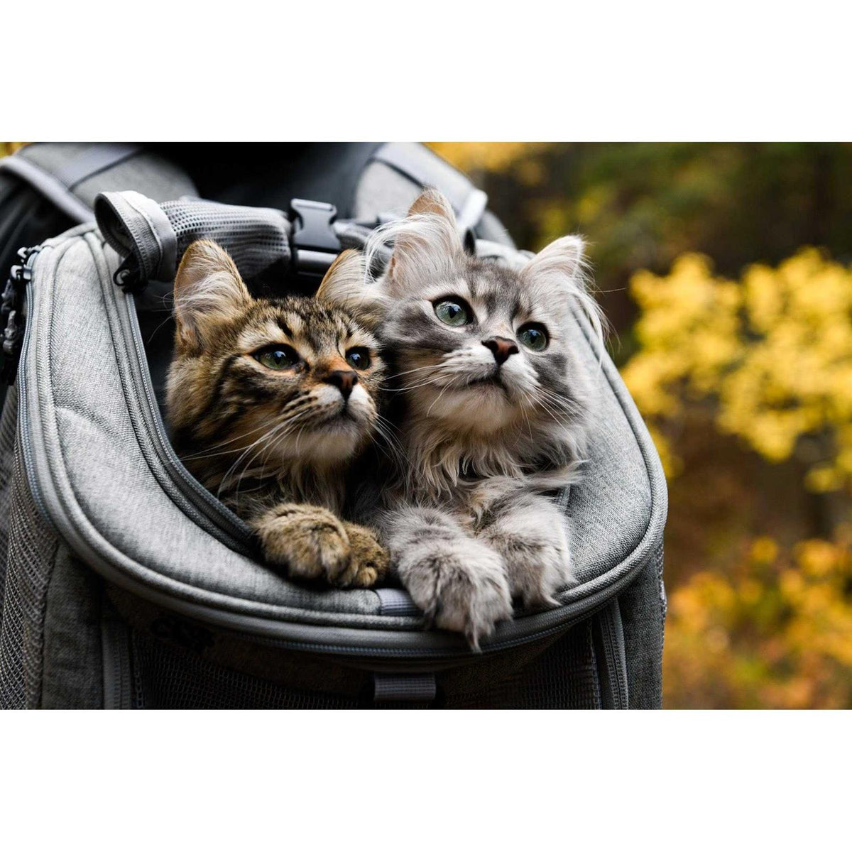 Cat Backpack S462781