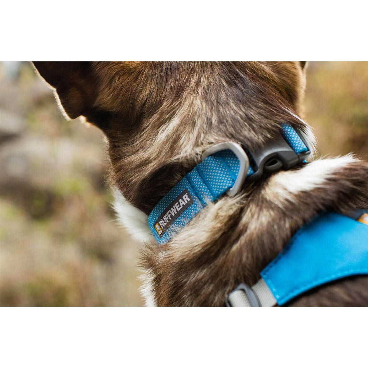 Hi Light Dog Collar P536