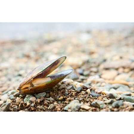 Green Lipped Mussel Omega 3 Pet Supplement U584779